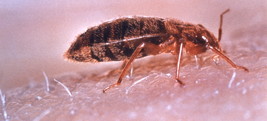 Bedbug on an arm