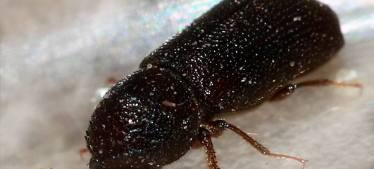 beetle texture