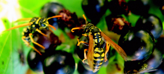 Wasps eating grapes